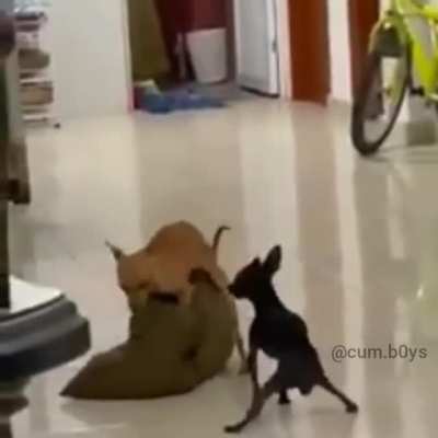 pongan telepat&iacute;a 🥰😼😼