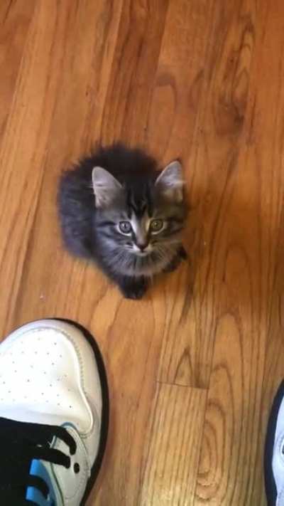 MEOW!
