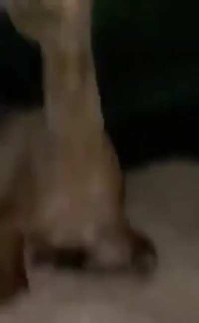 &eth;&acute;