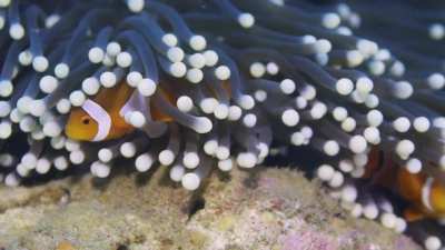 I Found Nemo!