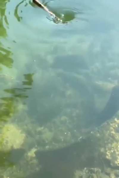A stick getting caught in a miniature whirl pool