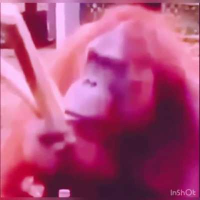 MONKE