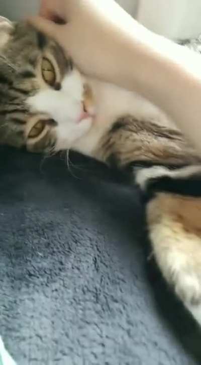 THE CLAW!