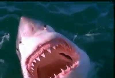 Guy pets a shark.