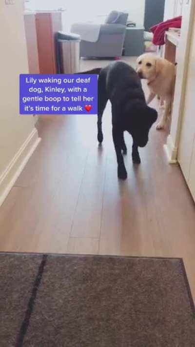A gentle boop from Lily to wake up Kinley when it&rsquo;s walk time