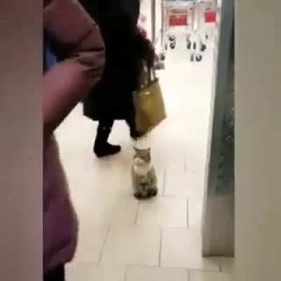 Хатико
