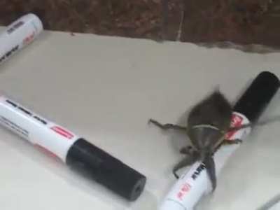 Large insect bobs head and flies away