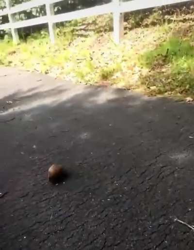 I like turtles