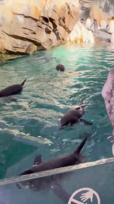 King and other penguins at Sea World Orlando. Just enchanting to watch them in their element.
