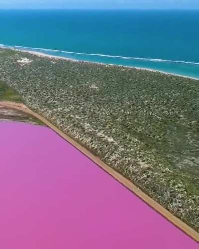 Pink Lake (Hutt Lagoon) is a salt lake in Western Australia. The water in this lake is pink due to the growth of algae in it, which produce the red-orange beta-carotene pigment.