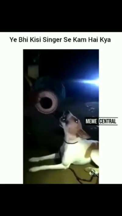 Indian dogs rock!