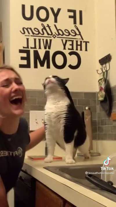 Cat.exe has stopped working
