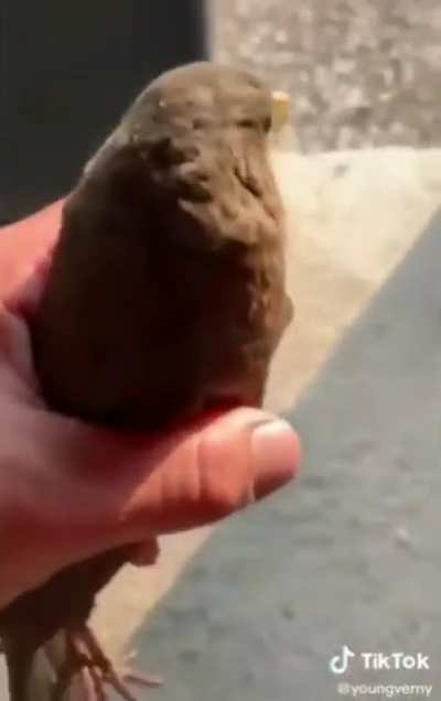 Fly home little bird