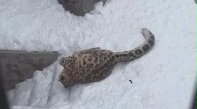 Baby Snow Leopard Encounters a Big Red Ball