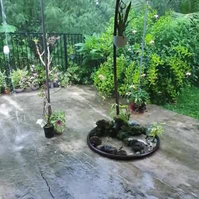 I just watered the plants.
