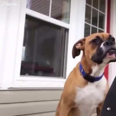 Pennywise Dog