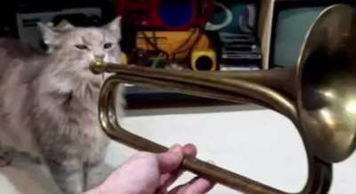 Talented trumpeteer performs "carnival of wunkus"