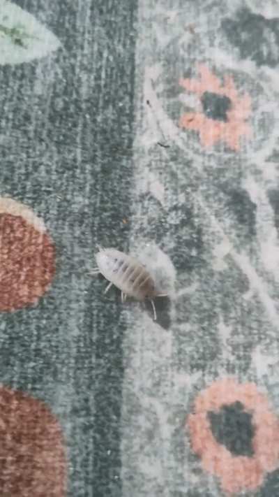 My roommate isn't home, go on the carpet my isopod
