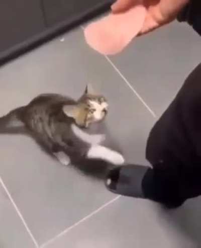 Gato