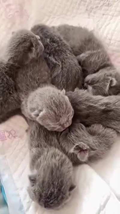 so smol so cute!