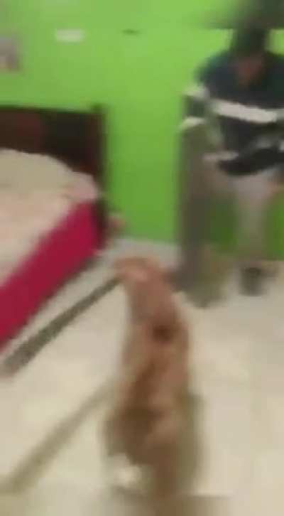 Crazy dog