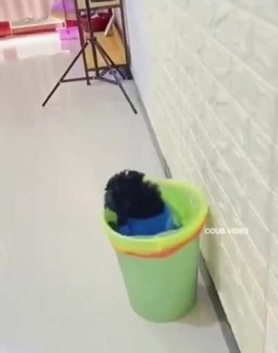 Собачья жестокость
