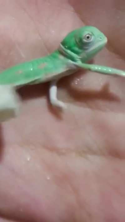ð¥ Baby Chameleon changes colour immediately after hatching..