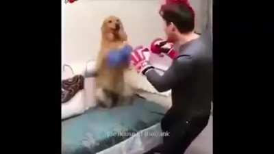 Hoho