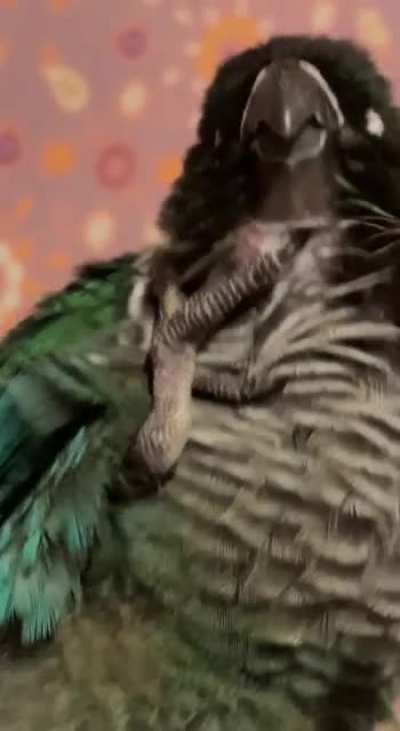 Bad birb