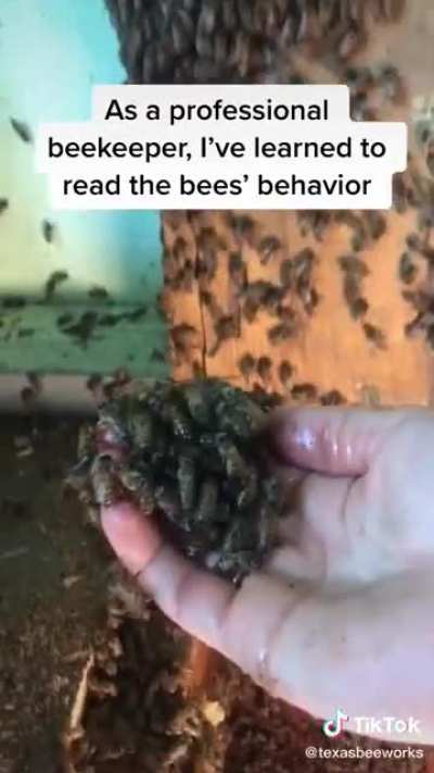 Bee lady!!