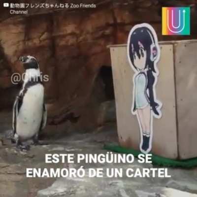 Jaja que puto