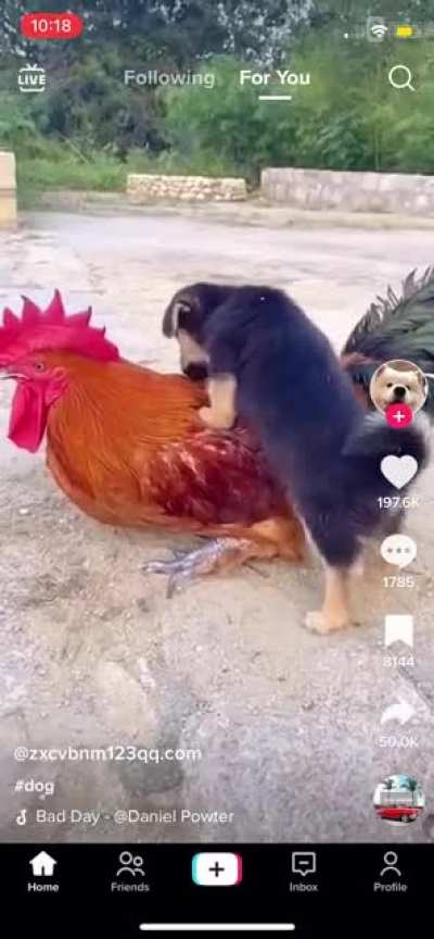 I think the chicken had a bad day&hellip;