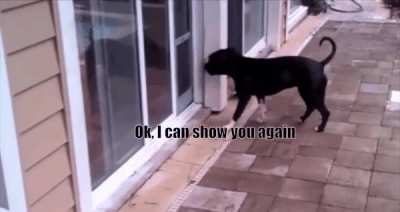 Nearly every gif with animals and subtitles