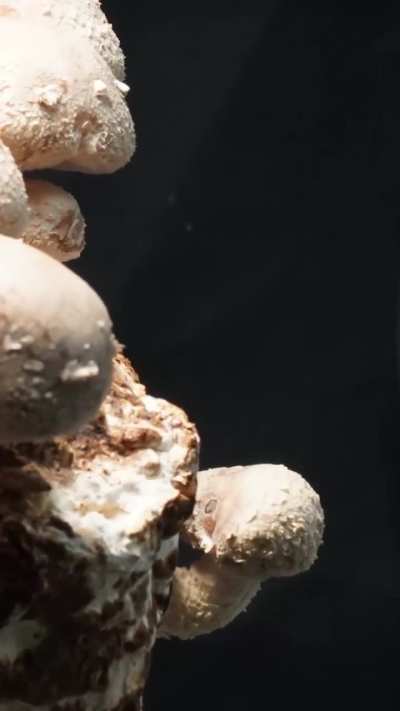 Shiitake Mushrooms