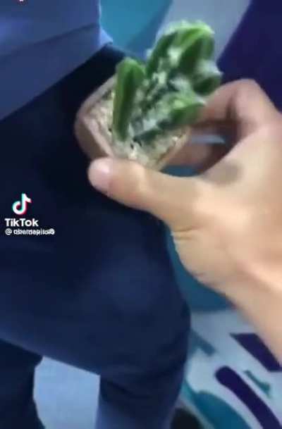 Cactus prank