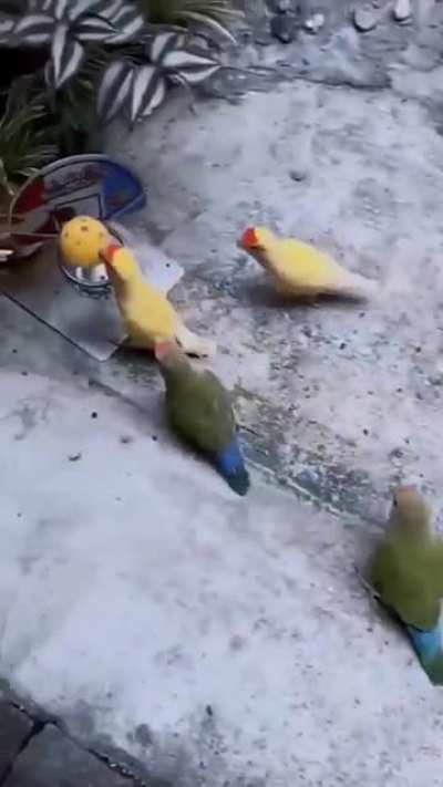 birdketball
