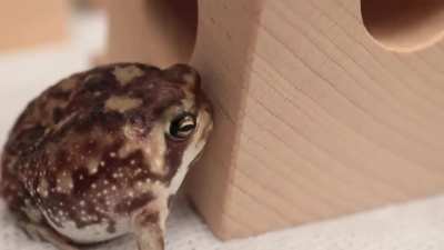 Ich😴🐸iel