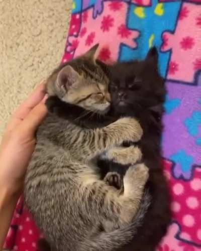 Cuddle Puddle