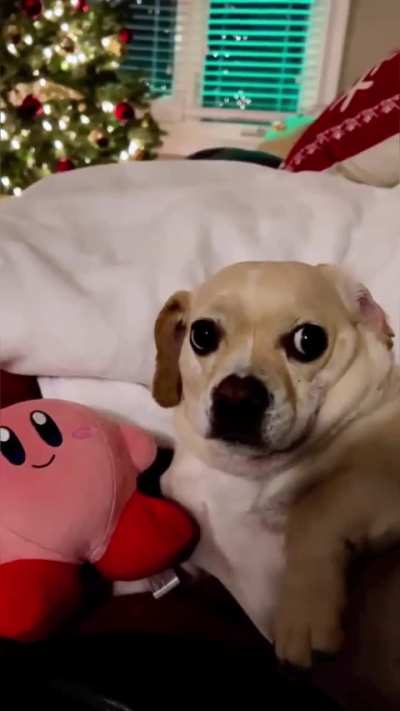 Dogs acting silly
