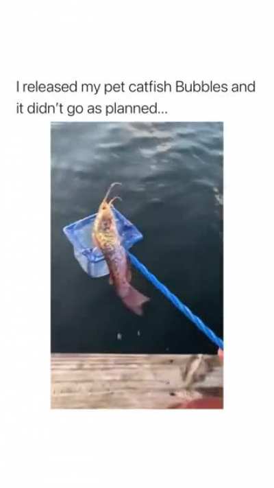 WCGW releasing fish