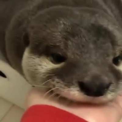 Video of a water dog from my water dog video collection