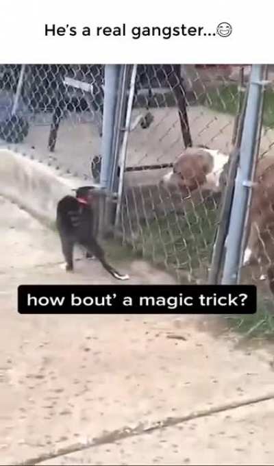 Cat gangster scaring off a big dog.