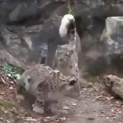 BooP(ause)