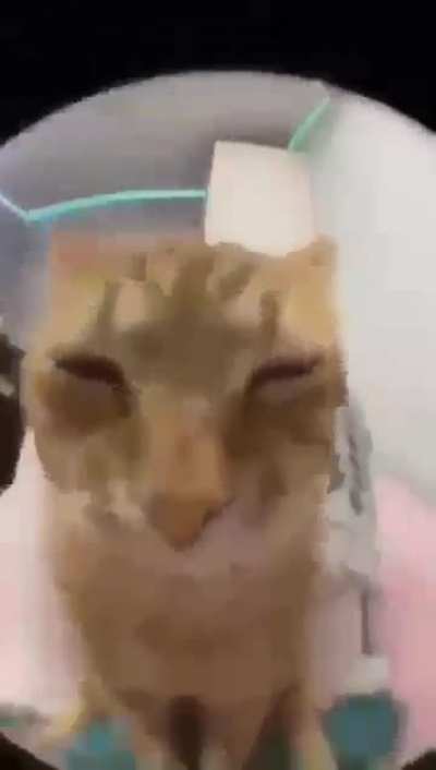 cat rule