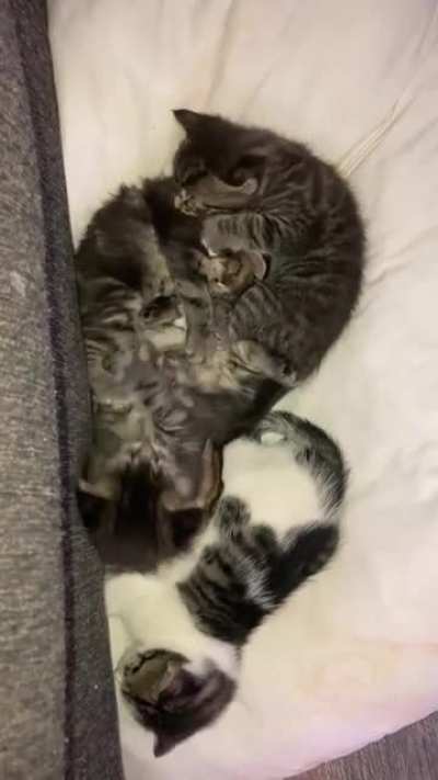 Fight&rsquo;n babies