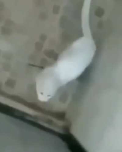 Panas