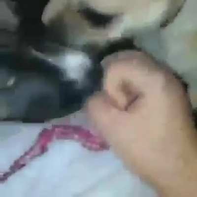 Que son locos los perros