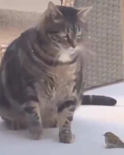 Bird is gone