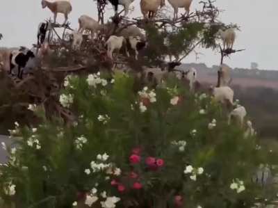 Just some goats sitting in a tree in Morocco
