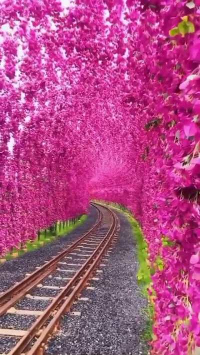 Beautiful Cherry blossoms in Yuchi, Taiwan